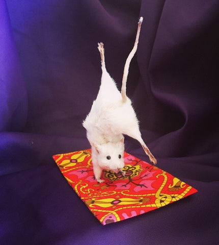 Yoga Mouse - Pincha Mayurasana Yoga Mouse - Pincha Mayurasana