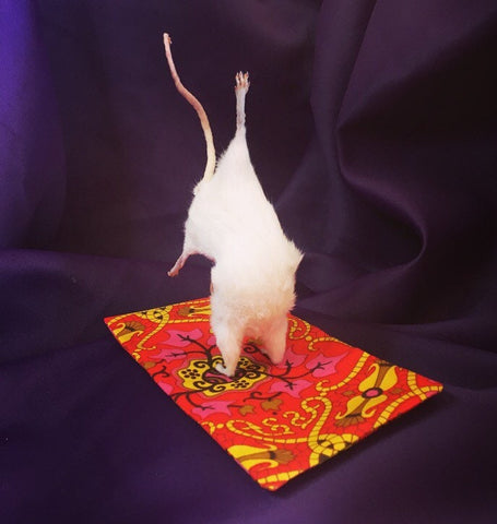 Yoga Mouse - Pincha Mayurasana Yoga Mouse - Pincha Mayurasana