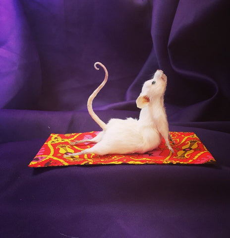 Yoga Mouse - Cobra Yoga Mouse - Cobra