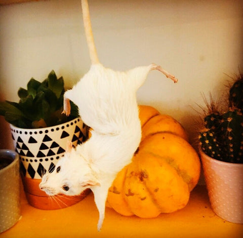 Dangling Mouse Dangling Mouse