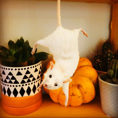 Dangling Mouse Dangling Mouse