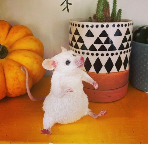 Sitting Mouse Sitting Mouse