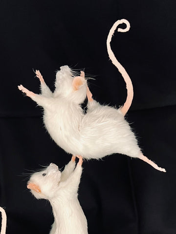 Pas De Deux Pas De Deux
