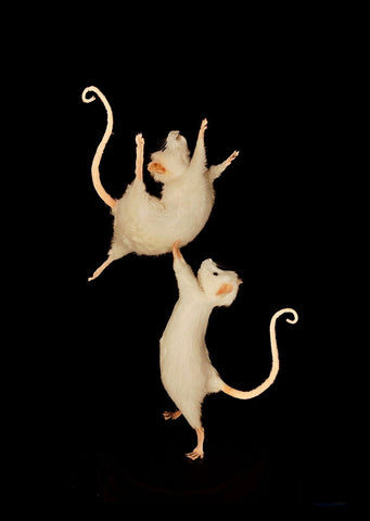 Pas De Deux Pas De Deux