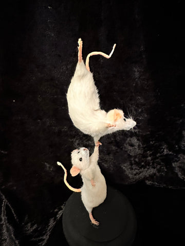 Amazing Acrobats Amazing Acrobats