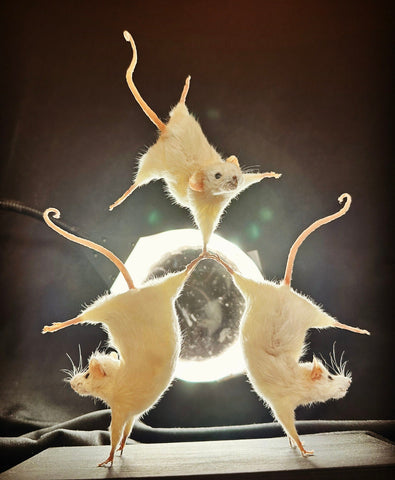 Amazing Acrobatic Trio Amazing Acrobatic Trio