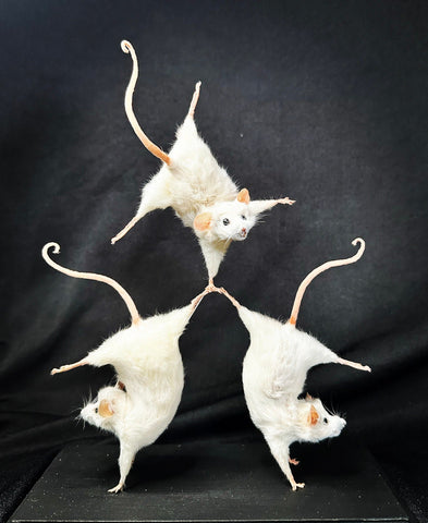 Amazing Acrobatic Trio Amazing Acrobatic Trio