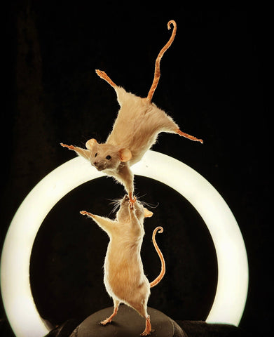 Amazing Acrobats Amazing Acrobats