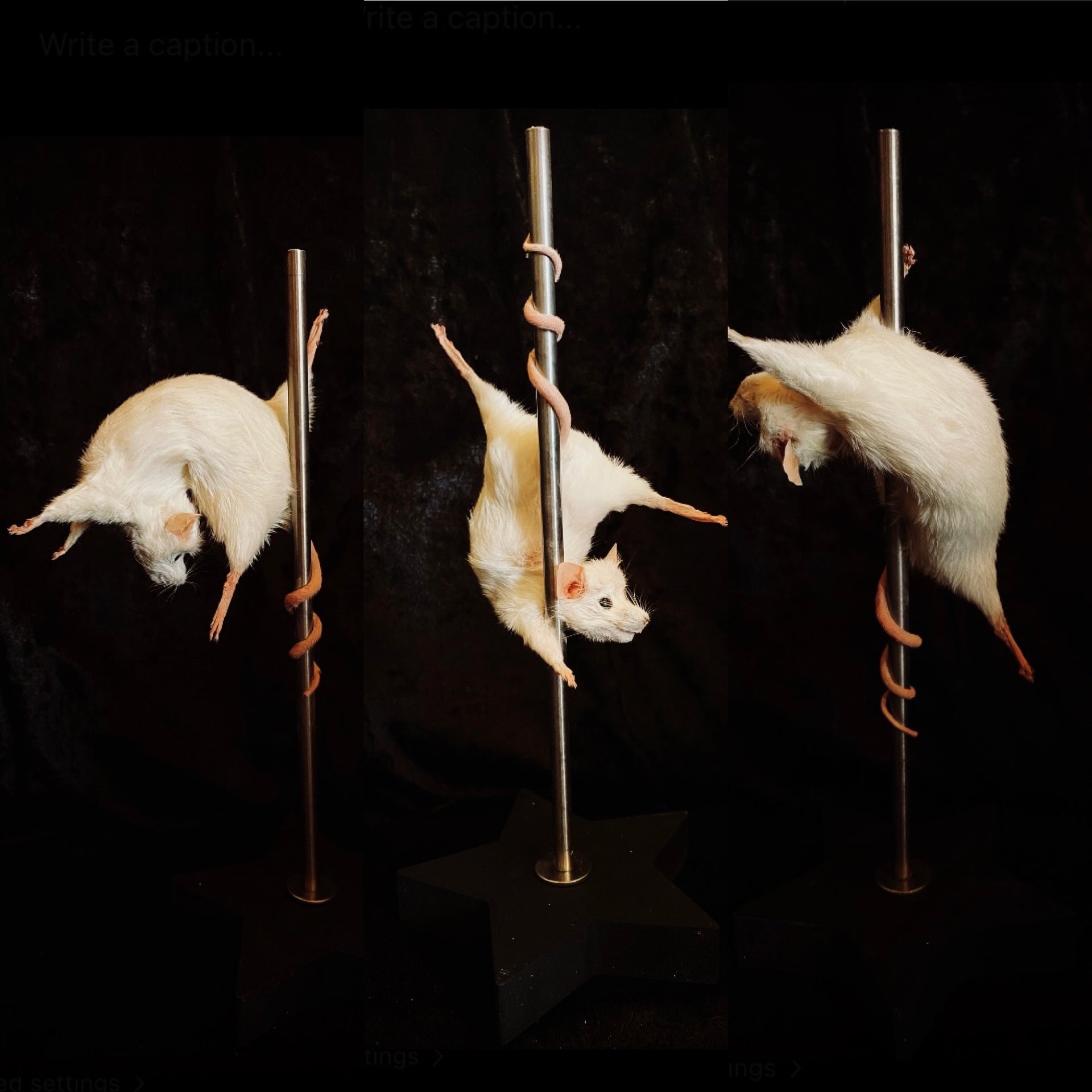 Stripper Mice