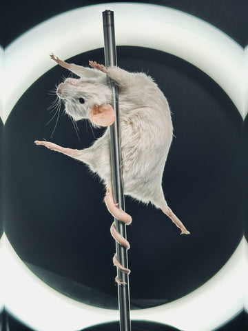 Stripper Mouse - Lola