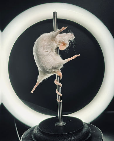 Stripper Mouse - Lola