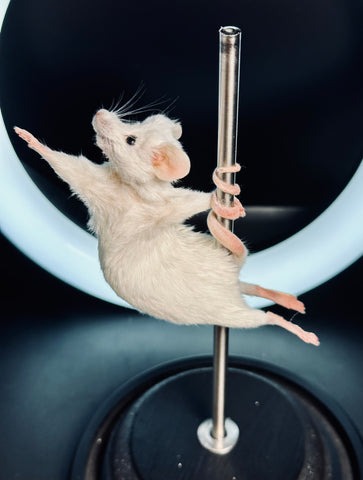 Stripper Mouse - Roxy