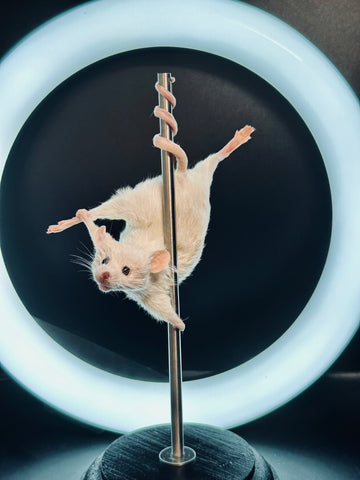 Stripper Mouse - Jezabel