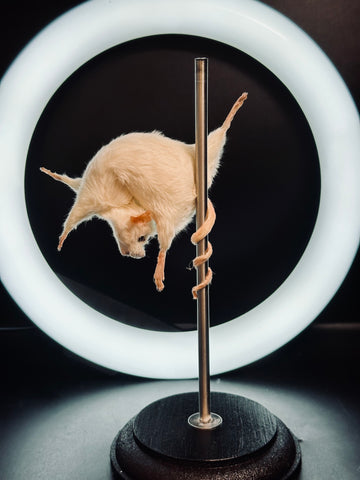 Stripper Mouse - Crystal