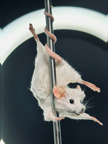 Stripper Mouse - Tiffany