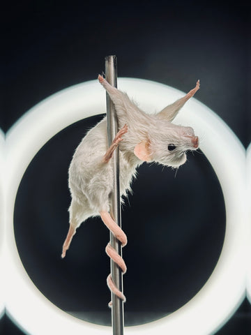 Stripper Mouse - Tallulah