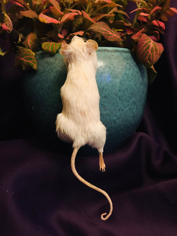 Climbing Mouse