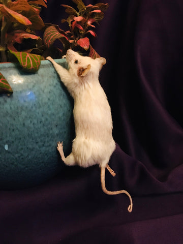 Climbing Mouse