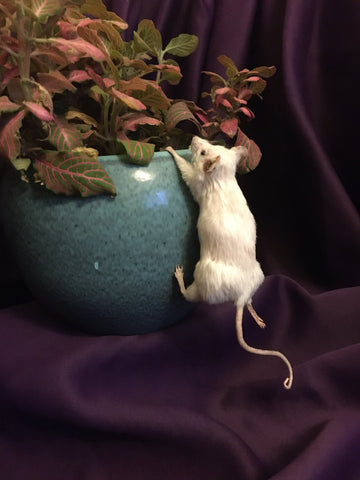 Climbing Mouse