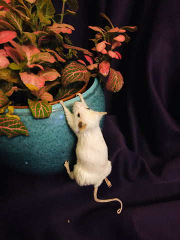 Climbing Mouse