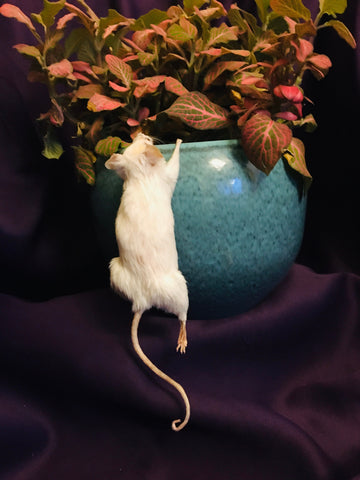 Climbing Mouse