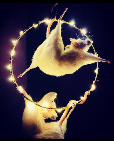 Circus Hoop Taxidermy Mice.