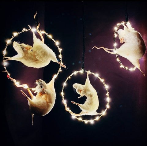 Circus Hoop Taxidermy Mice.