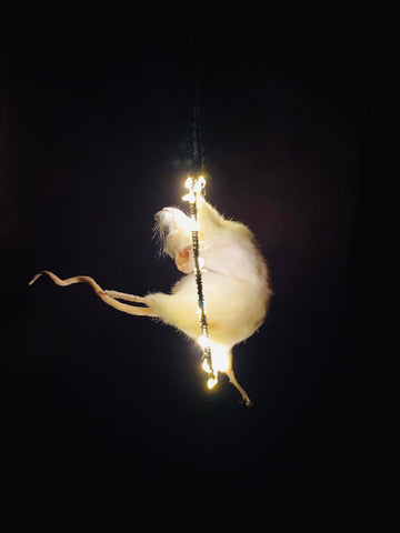 Circus Hoop Taxidermy Mouse.