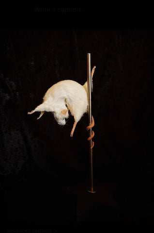 Stripper Mouse - Crystal