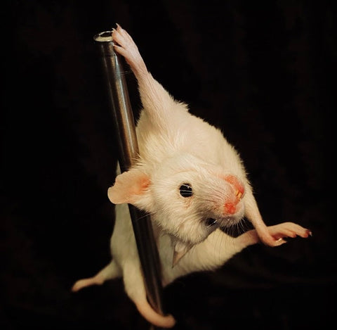 Stripper Mouse - Bonbon