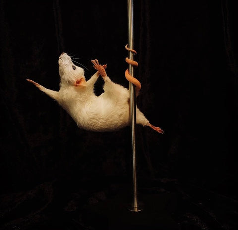 Stripper Mouse - Dolly