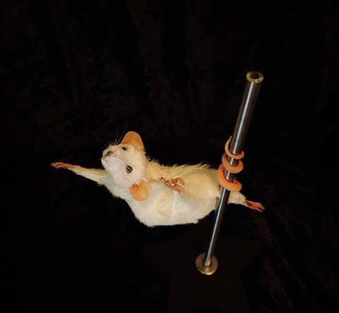 Stripper Mouse - Dolly