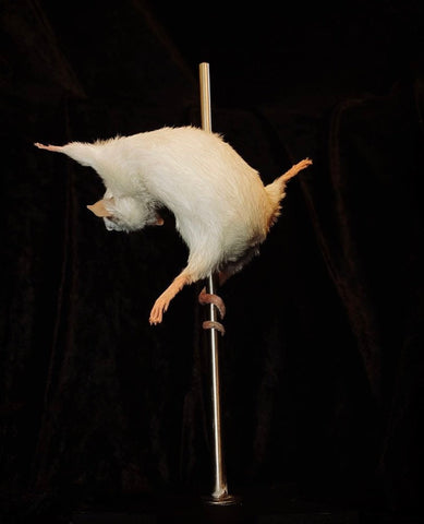 Stripper Mouse - Angel