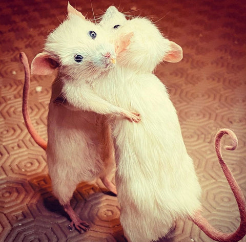 All you need is Love Mice.