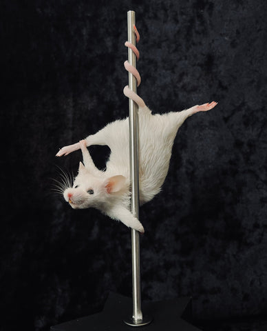 Stripper Mouse - Jezabel