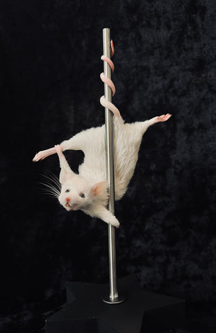 Stripper Mouse - Jezabel