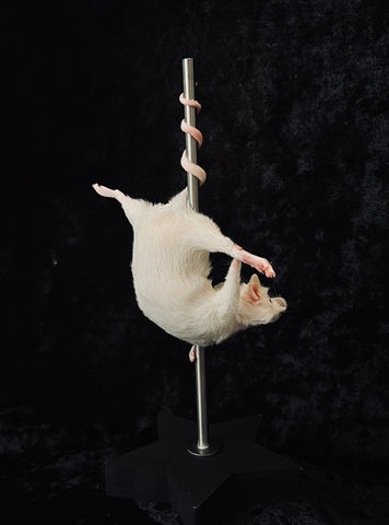 Stripper Mouse - Jezabel