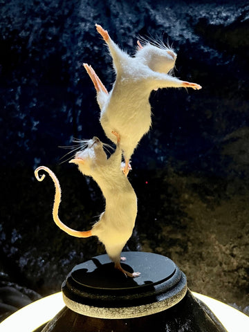 Pas De Deux 2