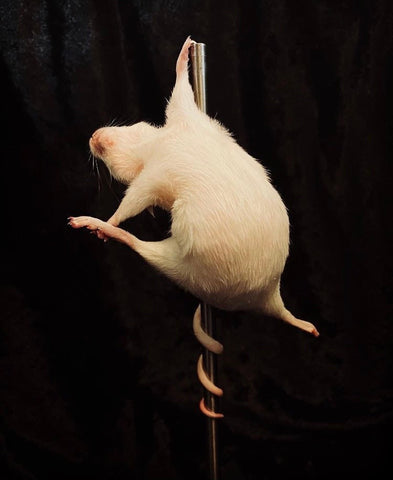 Stripper Mouse - Bonbon