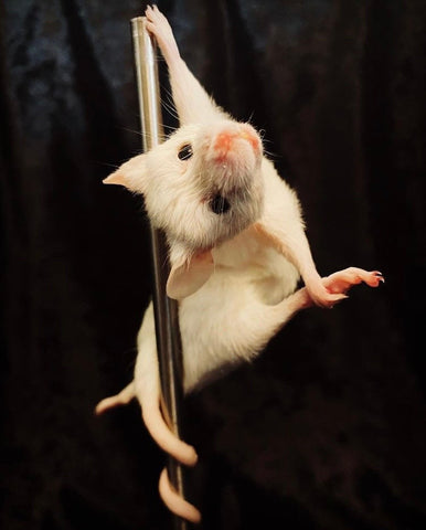 Stripper Mouse - Bonbon