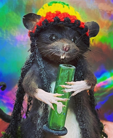 Rasta Rat