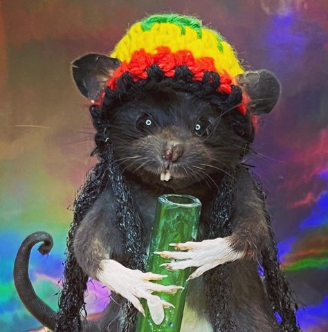 Rasta Rat