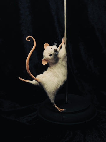 Stripper Mouse - Pricilla