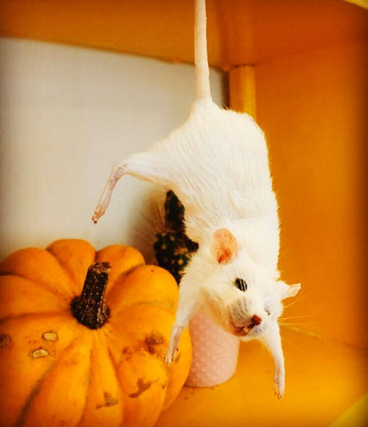 Dangling Mouse