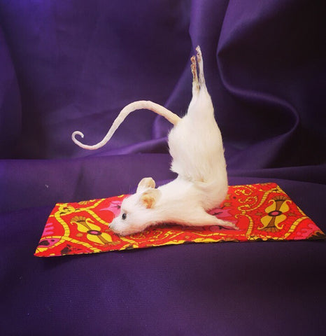 Yoga Mouse - Cobra