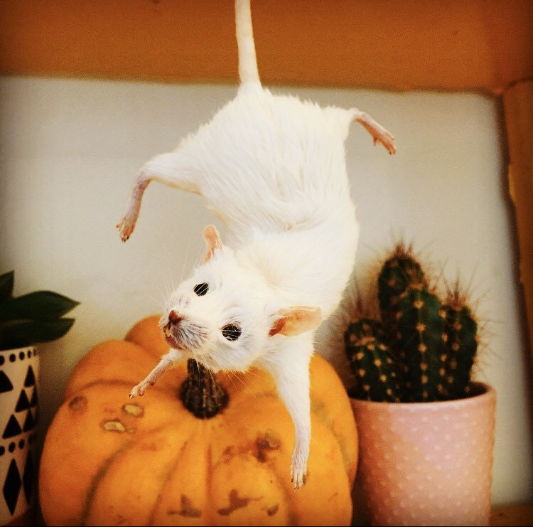 Dangling Mouse – Oh Stuffinell
