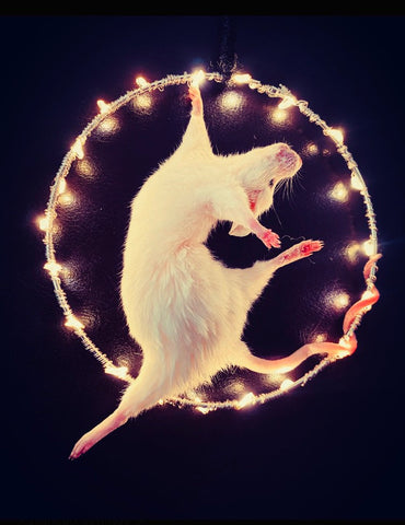 Circus Hoop Taxidermy Mouse.