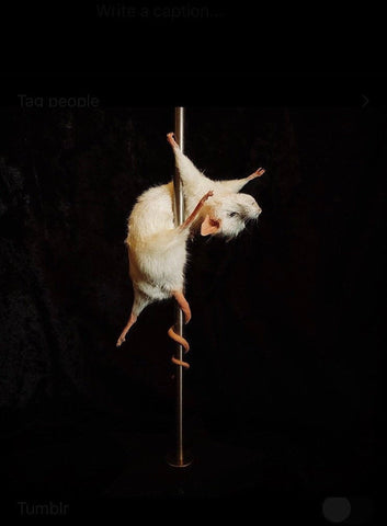 Stripper Mouse - Tallulah