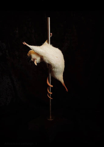 Stripper Mouse - Tallulah